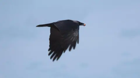 Seekor burung gagak terbang di Malindi