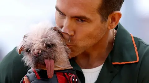 Ryan Reynolds dari Reuters mengenakan kemeja hijau dan menggendong anjing Peggy.  Dia mencium sisi kepala.  Dia mengenakan pakaian superhero berwarna merah dan hitam dan memiliki lidah panjang berwarna merah muda.