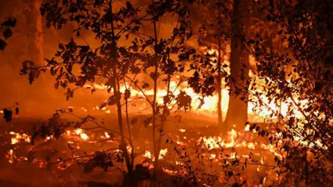 Getty Images Pohon dan semak terbakar dalam kebakaran taman 