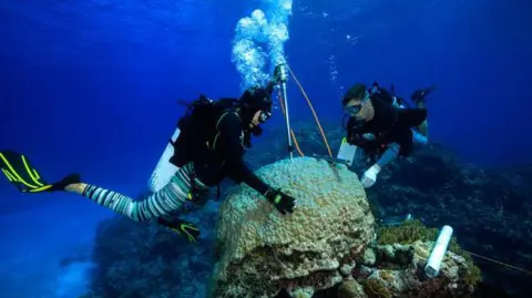 Ilmuwan Tane Sinclair-Taylor sedang mengebor inti karang di Laut Koral