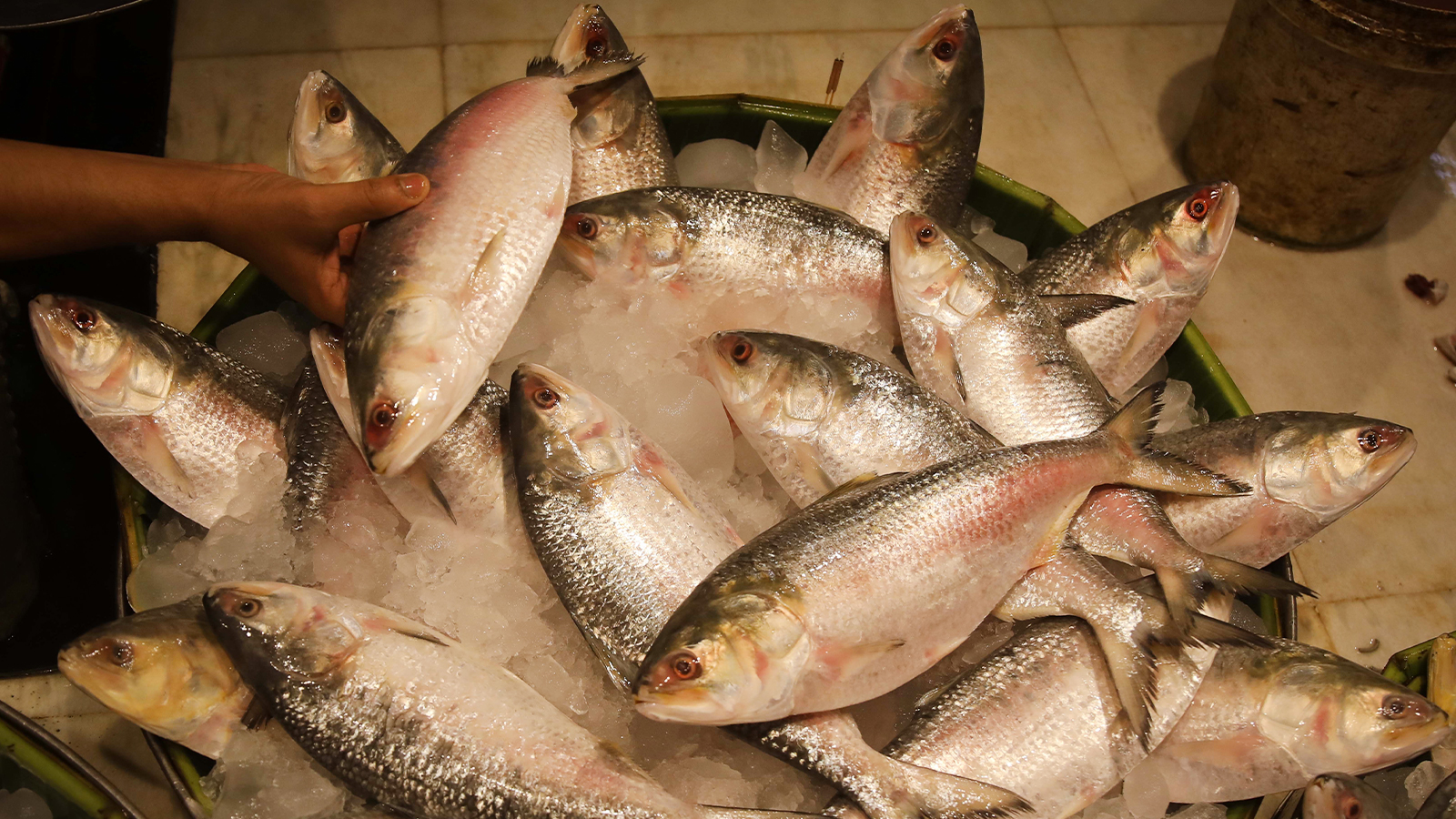 Makanan Bengali, Hilsa