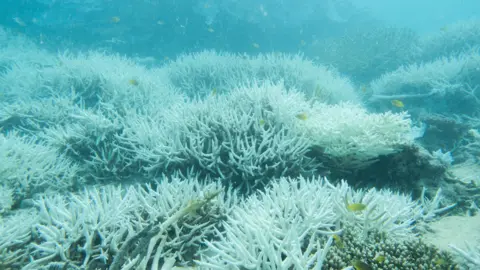 Ove Hög-Guldberg memutihkan karang di Great Barrier Reef 