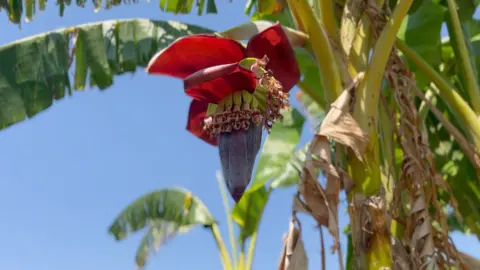 Anne Okumu/BBC Tanaman pisang di Malawi