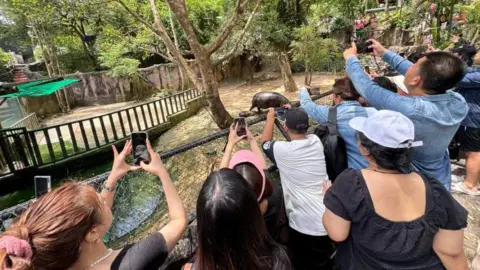 Pengunjung Kebun Binatang Terbuka Khao Khiev/X berkumpul di sekitar Moo Deng, mengambil foto dirinya di dalam kandangnya.