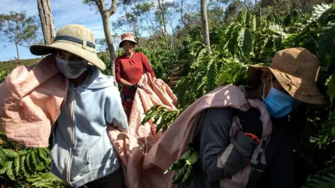 Getty Images Para pekerja membawa buah kopi yang sudah dipanen di sebuah perkebunan di desa Dak Doa, Pleiku, Vietnam