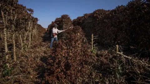 Getty Images Seorang petani menebang tanaman kopi yang rusak akibat embun beku selama suhu beku di dekat Caconde, negara bagian Sao Paulo, Brasil, Rabu, 25 Agustus 2021.