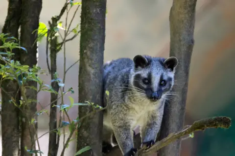 Getty Images Seekor musang bertopeng bertengger di pohon