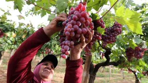     Mohamed Messara/EPA Gambar seorang petani Tunisia memanen anggur selama musim panen di kebun anggur di kota Mornag di pinggiran ibu kota Tunis - Selasa 17 September 2024.