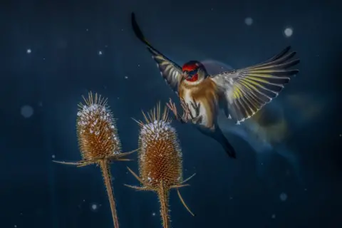 Nicholas Grofall/Fotografer Burung Goldfinch Eropa Tahun Ini yang sedang terbang