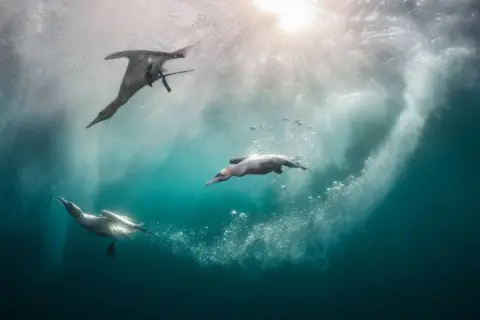 Kat Zhou/Fotografer Burung Terbaik Tahun Ini Gannet Utara menyelam di air di Shetland, Inggris.