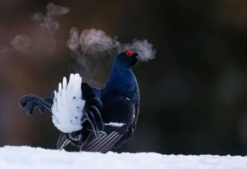     Markus Varesvu/Fotografer Burung Belibis Hitam Tahun Ini di Manchu Kusamo, Finlandia.