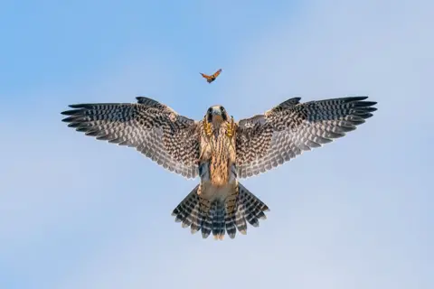 Jack G/Fotografer Burung Tahun Ini Seekor elang peregrine mengejar kupu-kupu di California Selatan, Amerika Serikat.