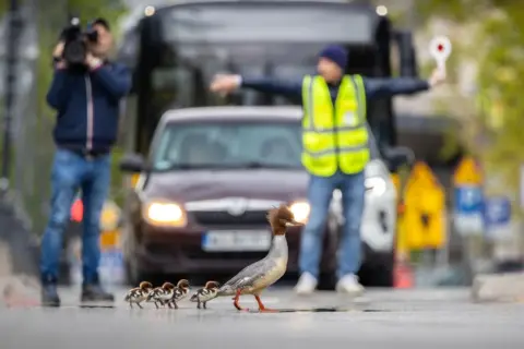 Grzegorz Długosz/Fotografer Burung Terbaik Tahun Ini Goosanders menyeberang jalan di Warsawa, Polandia.