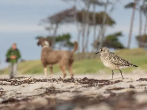 Emil Wagner/Fotografer Burung Terbaik Tahun Ini Seekor burung cerek abu-abu berfoto di pantai di Mecklenburg-Western Pomerania, Jerman dengan seorang pria dan anjingnya tidak fokus sebagai latar belakang