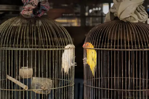 Cheng Kong/Fotografer Burung Tahun Ini Burung Cinta dalam Sangkar di Indonesia.