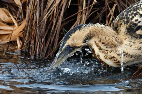 Julia Mendla/Fotografer Burung Terbaik Tahun Ini Penangkapan ikan pahit Eurasia di Danau Federsee, Bad Buchau, Jerman