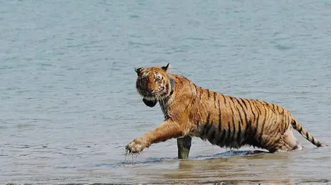 Getty Images Seekor harimau yang mengenakan kalung radio mengarungi sungai setelah dilepaskan oleh pekerja satwa liar di hutan Storkhali di Sundarbans.