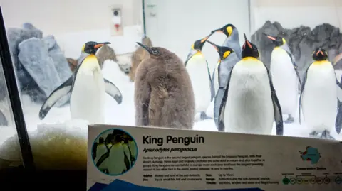 Tanda pameran King Penguin dengan pesto di latar belakang Sea Life Melbourne