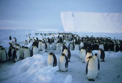 Brunt Ice Shelf dengan sekelompok besar penguin kaisar di latar depan Getty Images