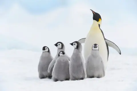 Getty Images Seekor ibu penguin kaisar di atas es di samping lima bayi