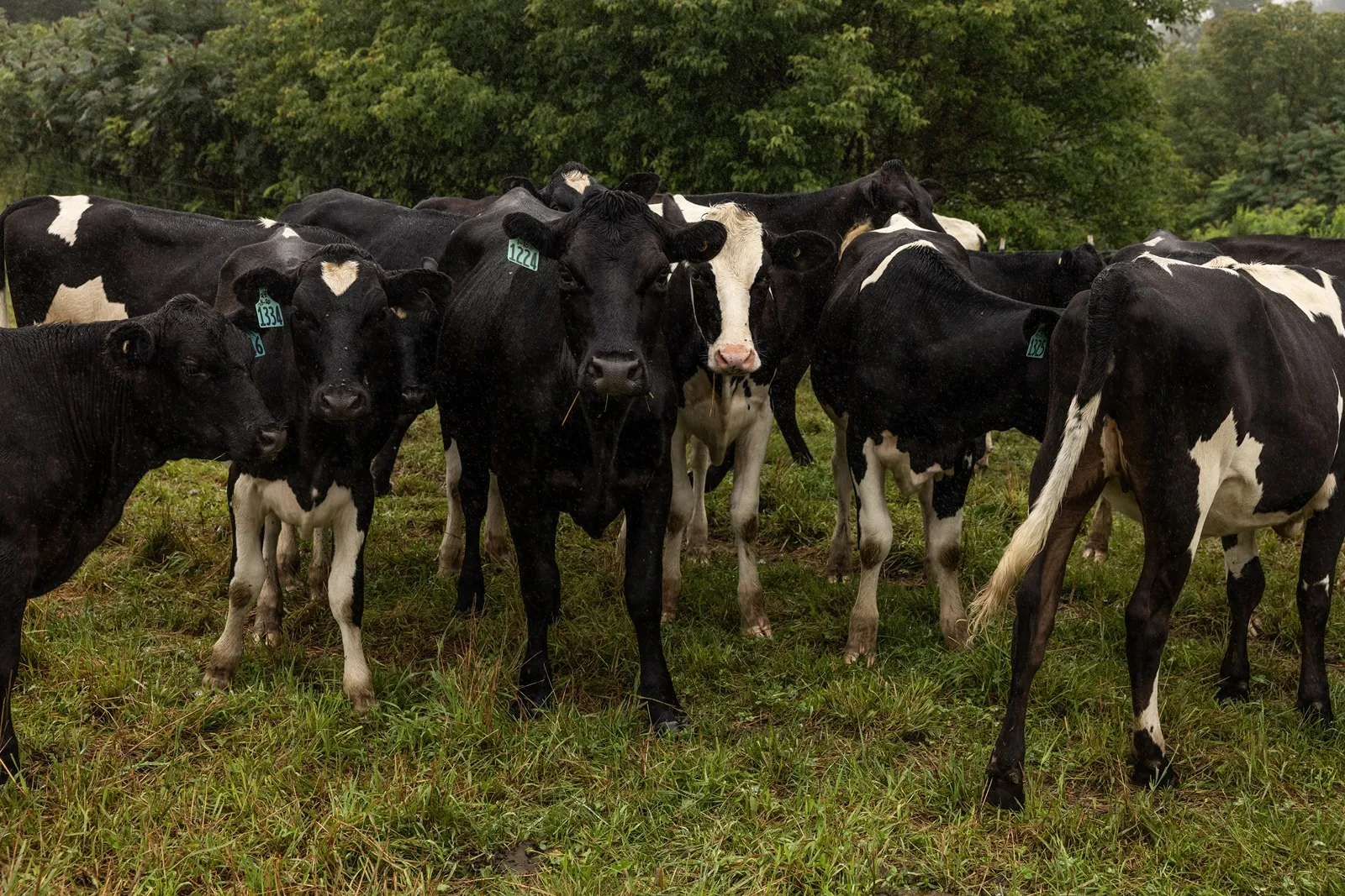 Beberapa sapi Dosty tetap berada di padang rumput keluarga yang tidak tercemar pada tanggal 24 Juli 2024 di Fairfield, Maine. Beberapa dekade yang lalu, padang rumput dipupuk dengan limbah beracun. Tidak ada yang tahu sampai susu sapi itu diuji. (Greta Rybus/The New York Times)