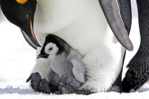 Getty Images Seekor ibu penguin kaisar dengan seekor anak ayam di kakinya berdiri di atas es