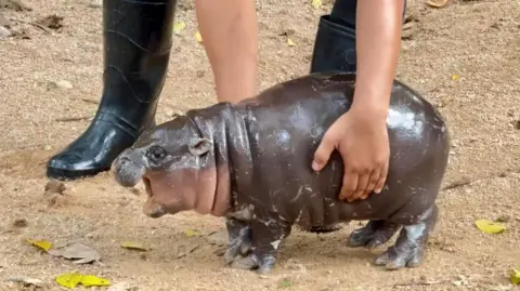 Kebun Binatang Terbuka Khao Khiev/X Moo Deng, kuda nil kerdil, menghadap ke kiri dan dijemput oleh penjaga kebun binatang.