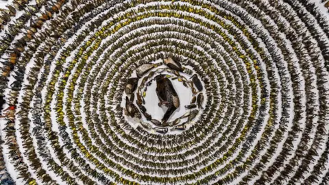 4.000 burung mati setelah menabrak jendela dan permukaan reflektif lainnya di Toronto Patricia Homoniello/Fotografer Burung Terbaik Tahun Ini