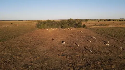 BBC Ladang dengan sapi