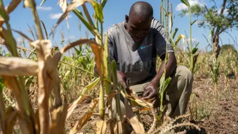 Petani lokal EPA Kaunga Ngoma melihat ladang jagungnya yang rusak akibat kekeringan di Mazabuka, Provinsi Selatan, Zambia 20 Maret 2024