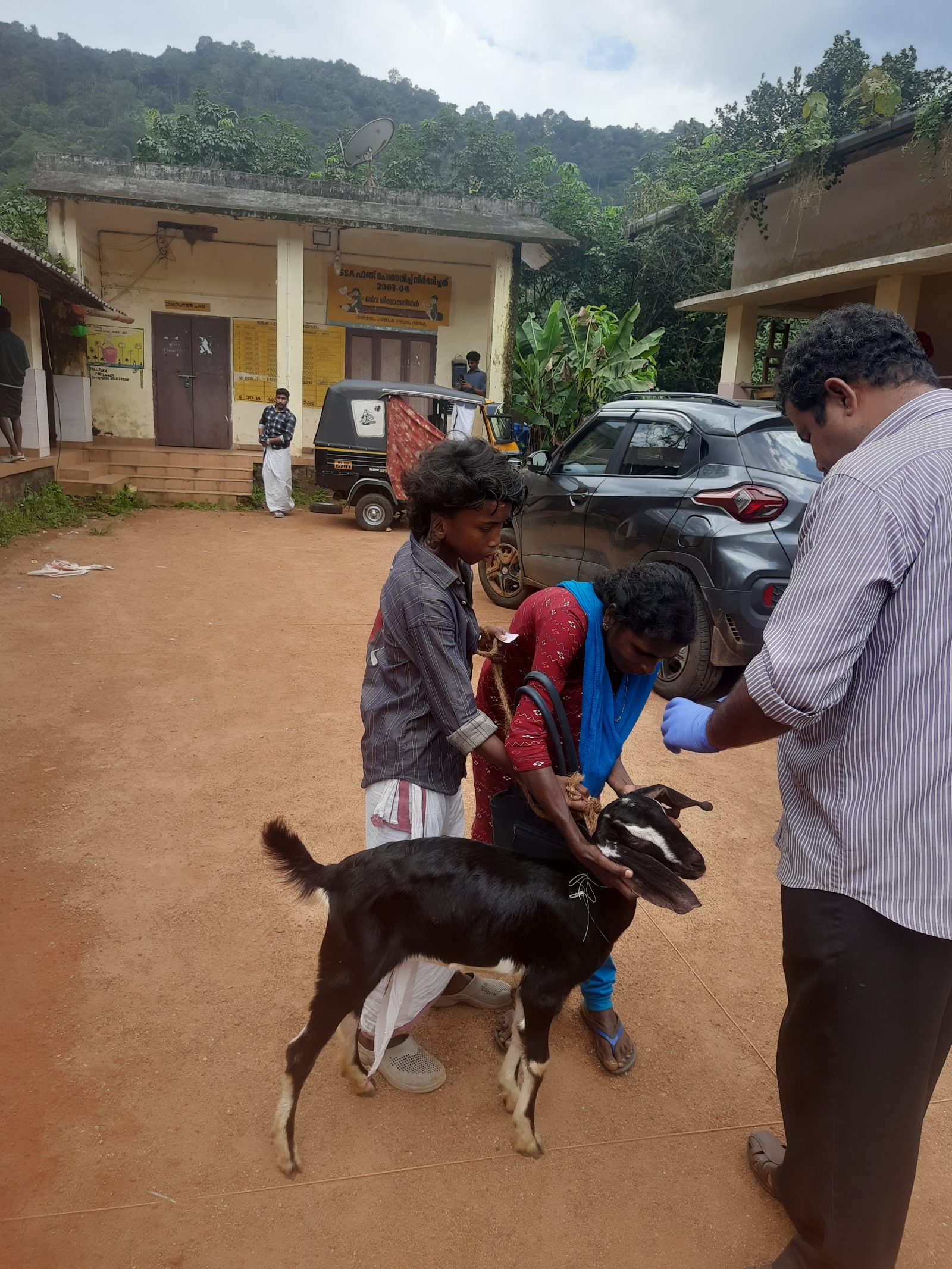 Petugas asuransi memasang ear tag pada seekor kambing. (Foto Ekspres)