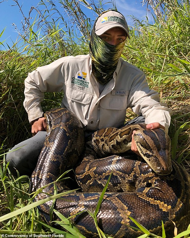 Menurut studi baru mereka yang berjudul 'Big Pythons, Big Gape, and Big Prey', predator puncak ini mampu memakan apa saja asalkan bisa masuk ke dalam mulutnya. Foto: Piton setelah di-eutanasia dengan anggota TNC