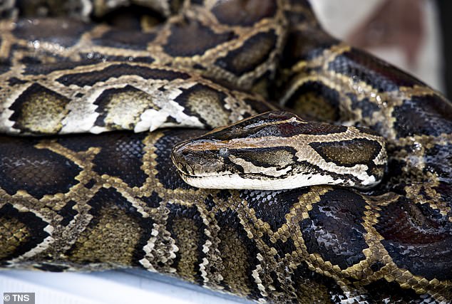 Meskipun ular piton memakan spesies asli dan non-asli, seperti tikus Norwegia, mereka juga memakan spesies asli yang terancam atau hampir punah, termasuk tikus kayu Key Largo.