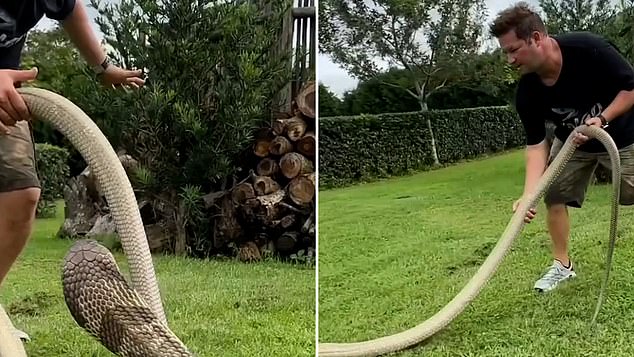 Saluran YouTube Dingo dipenuhi dengan video dirinya menangani reptil berbahaya, termasuk ular, mamba hitam, ular beludak, ular piton, dan buaya.