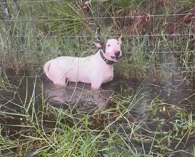 Video yang memilukan menunjukkan anak anjing putih dengan telinga hitam ketakutan dan menggeram saat dia berdiri di air setinggi dadanya saat polisi menyelamatkan anjing tersebut.