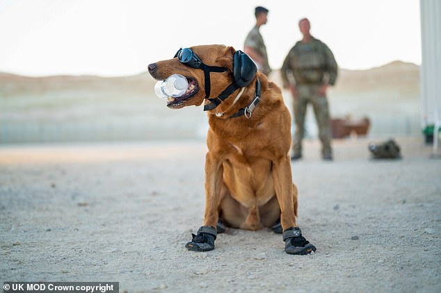 Dan sepatu bot baru akan dikeluarkan untuk lebih melindungi kaki para pahlawan anjing garis depan dari kaca, pecahan peluru, dan suhu tinggi