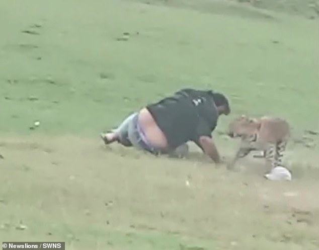 Seorang pria malang ditangkap oleh kucing besar tersebut, yang menerkam dan menangkapnya sebelum menyeretnya ke tanah