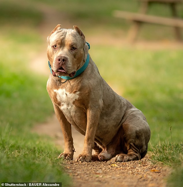 Seorang gadis berusia sepuluh tahun diserang sampai mati oleh anjing 'pengganggu XL' milik keluarganya (foto stok)