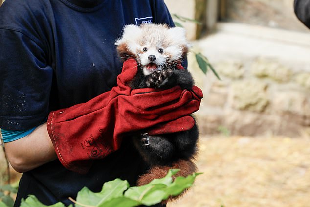 Roxie baru saja kehilangan ibunya sendiri, tak lama setelah dia lahir, tapi dia baik-baik saja.