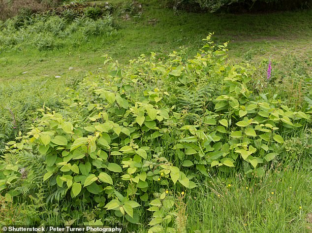 Knotweed Jepang sangat tahan lama dan tumbuh dengan cepat, serta dapat menyebabkan kerusakan serius pada bangunan dan lokasi konstruksi jika tidak ditangani.